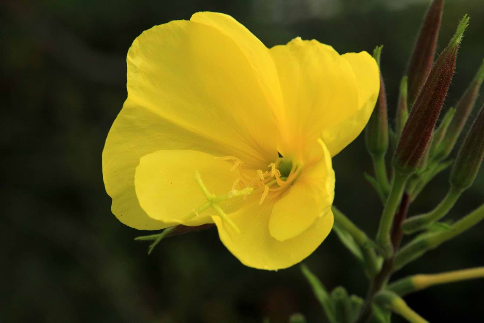 Menopause supplements: evening primrose