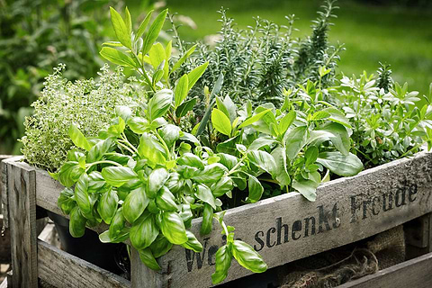 Fresh herbs