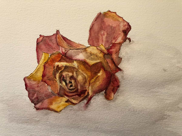 Withering rose
