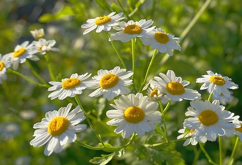 Chamomile