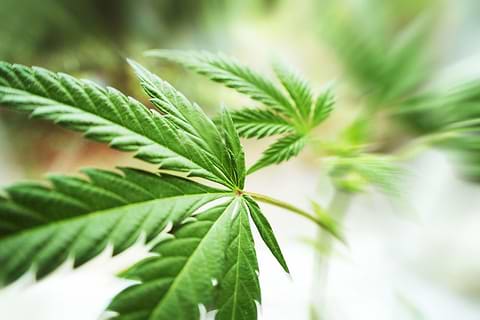 Cannabis plant
