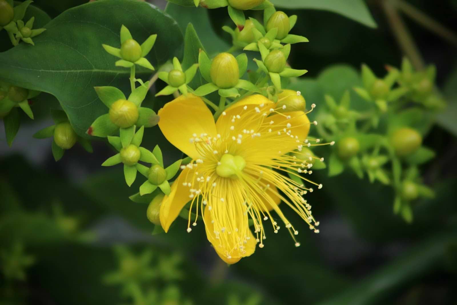 Menopause supplements: St. John's wort