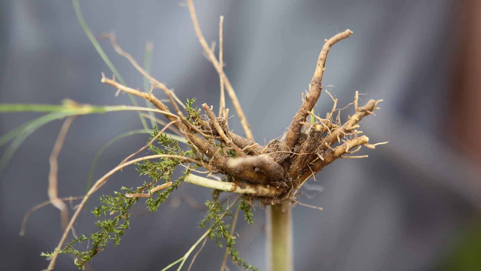 Menopause supplements: valerian root