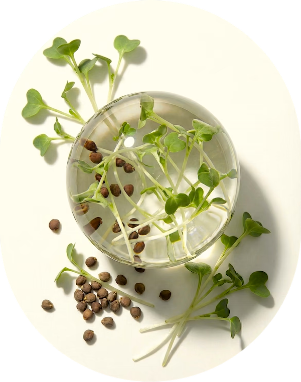 Broccoli Sprout Extract