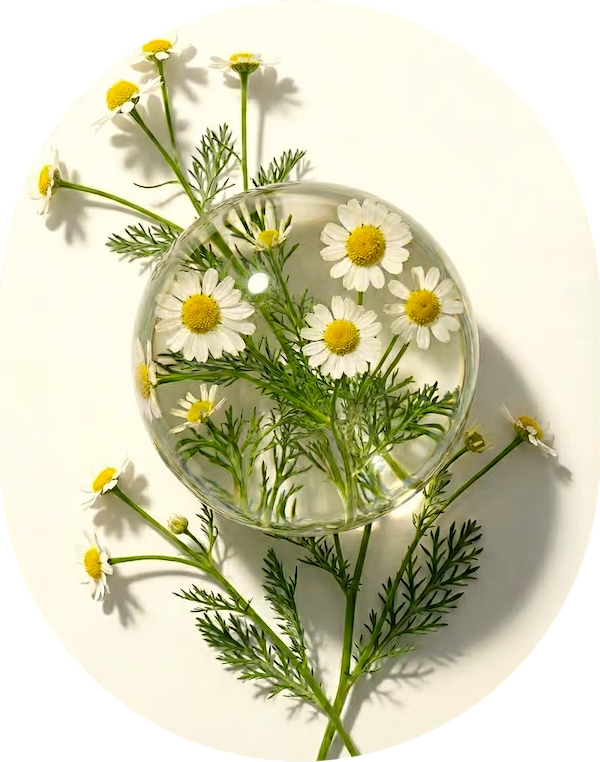 Chamomile Extract