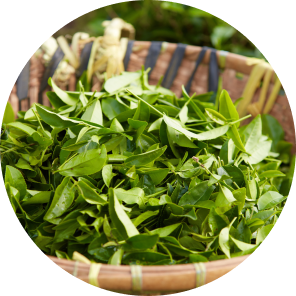 Bamboo leaf extract