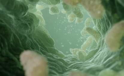 gut insides