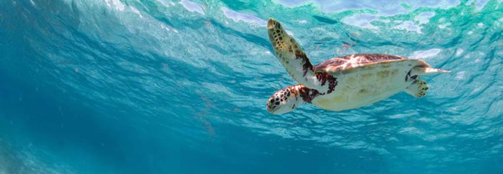 LYMA TURTLE