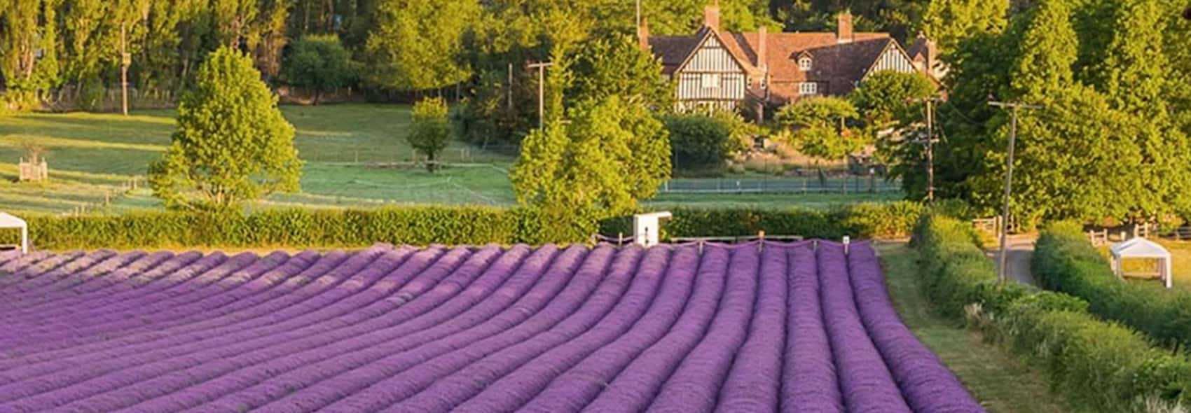 PURPLE FIELD