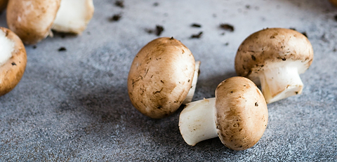 mushroom photo