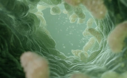 Prebiotic vs Probiotic: The Order Matters - and Most Supplements Get It Wrong