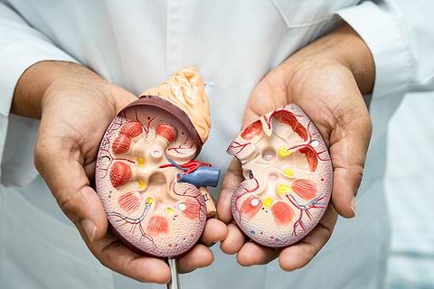 Adrenal Gland Anatomy