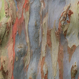 Upper Tree Knit