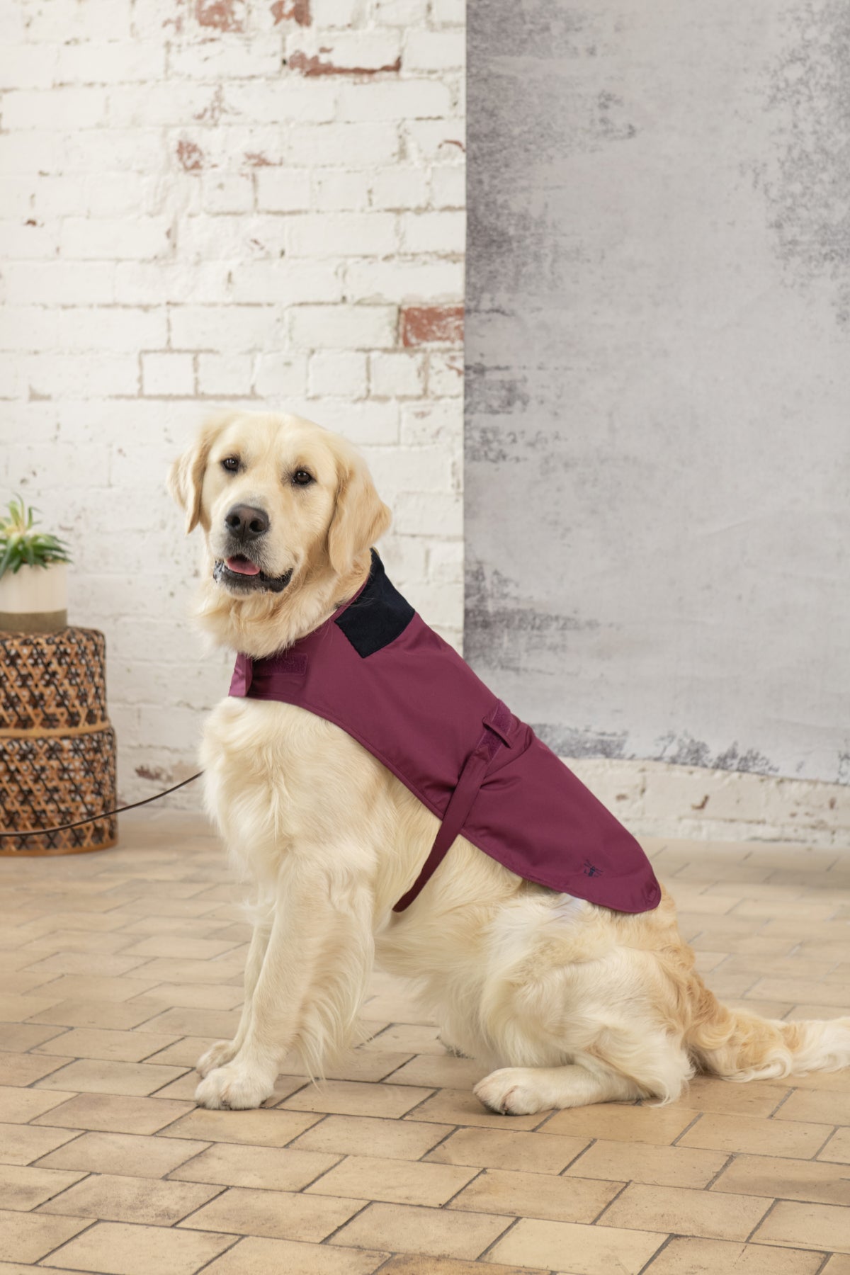 Heritage Dog Coat - Plum-Lighthouse