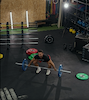 Atletica Langhantel Alpha für olympisches Gewichtheben - Trainingsvideo