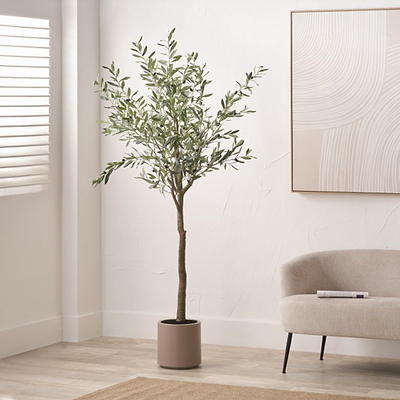 Large Olive Tree