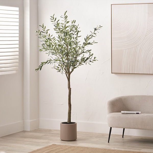 Large Olive Tree