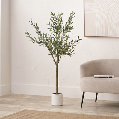 Olive Tree In Pot