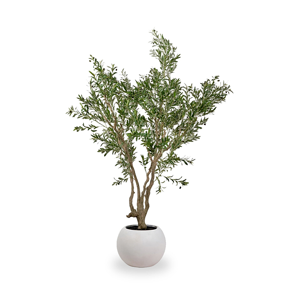 Extra Large Olive Tree