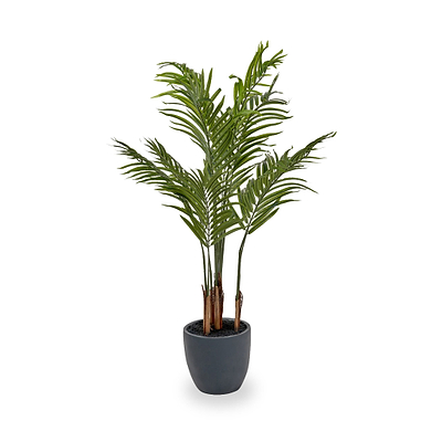 Areca Palm Plant in Pot
