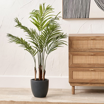 Areca Palm Plant in Pot