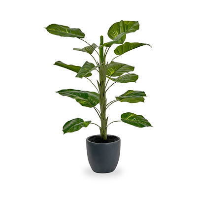 Elephant Ear Plant in Pot