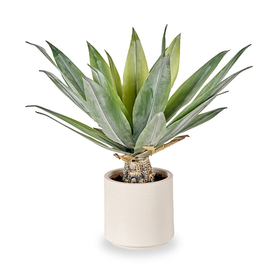Agave Plant in Pot