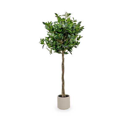 Bay Tree in Pot