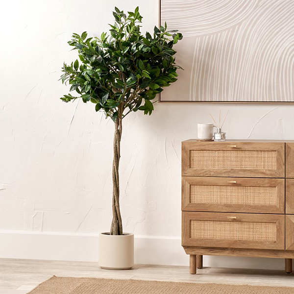Bay Tree in Pot