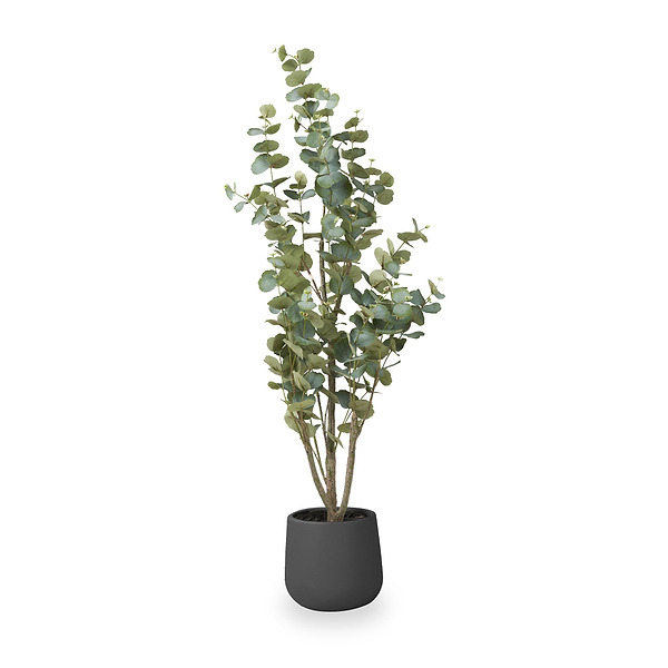 Eucalyptus Tree in Pot