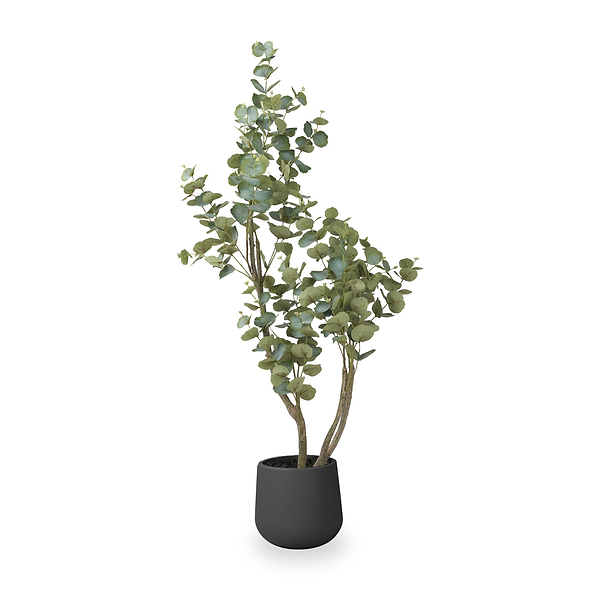 Eucalyptus Tree in Pot