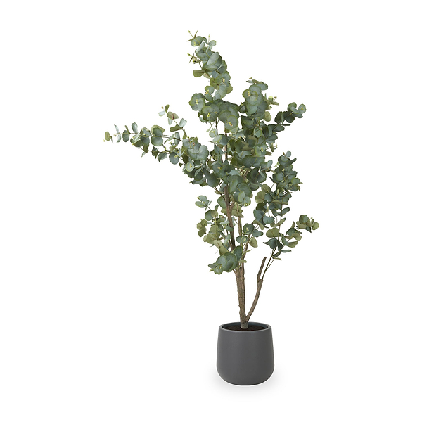 Eucalyptus Tree in Pot