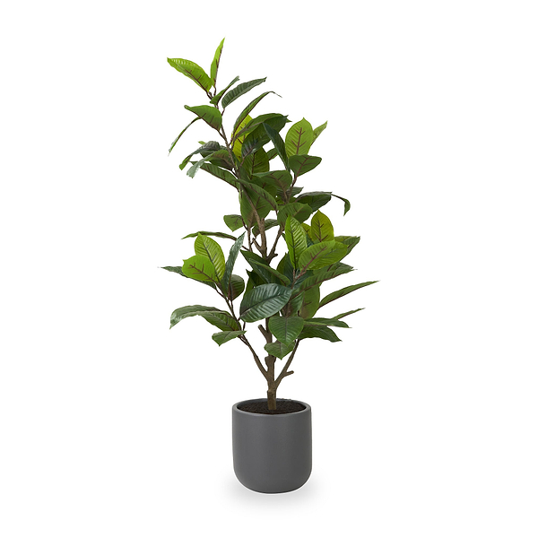 Magnolia Tree in Pot