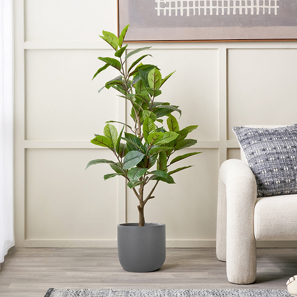 Magnolia Tree in Pot