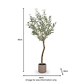 Large Olive Tree Close1 from Roseland Furniture
