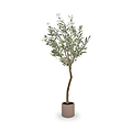 Large Olive Tree Close1 from Roseland Furniture