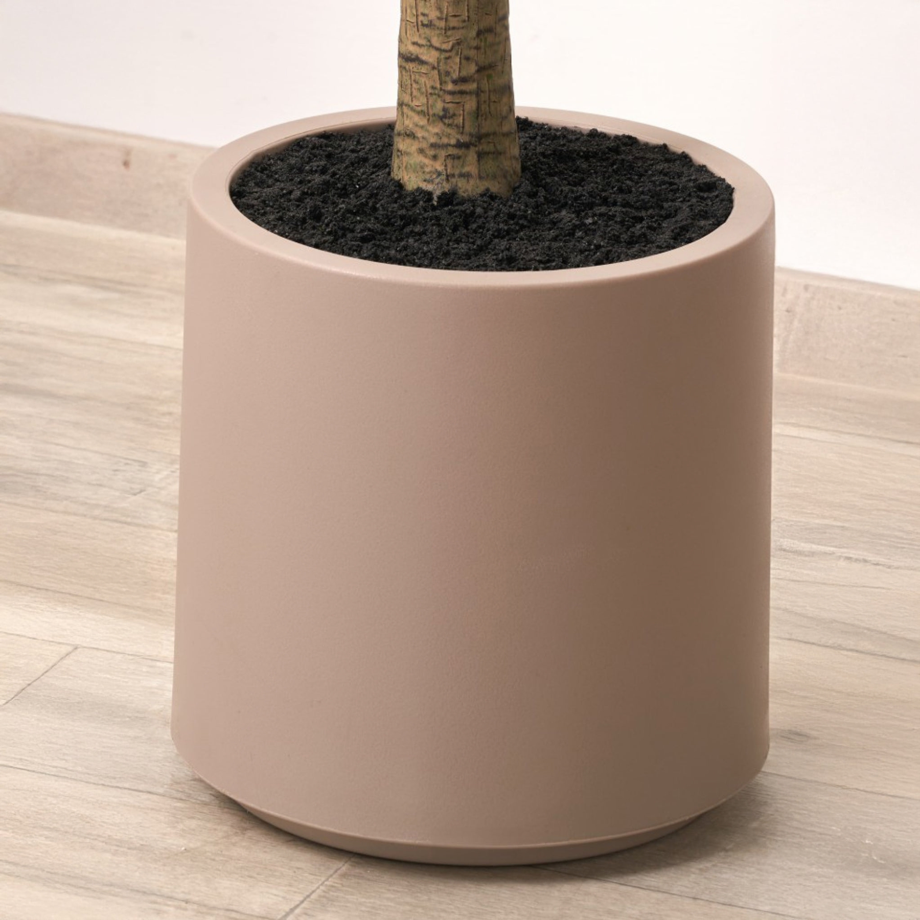 Large Olive Tree Close1 from Roseland Furniture
