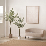 Large Olive Tree Close1 from Roseland Furniture