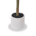 Medium Olive Tree from Roseland Furniture