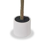 Medium Olive Tree from Roseland Furniture