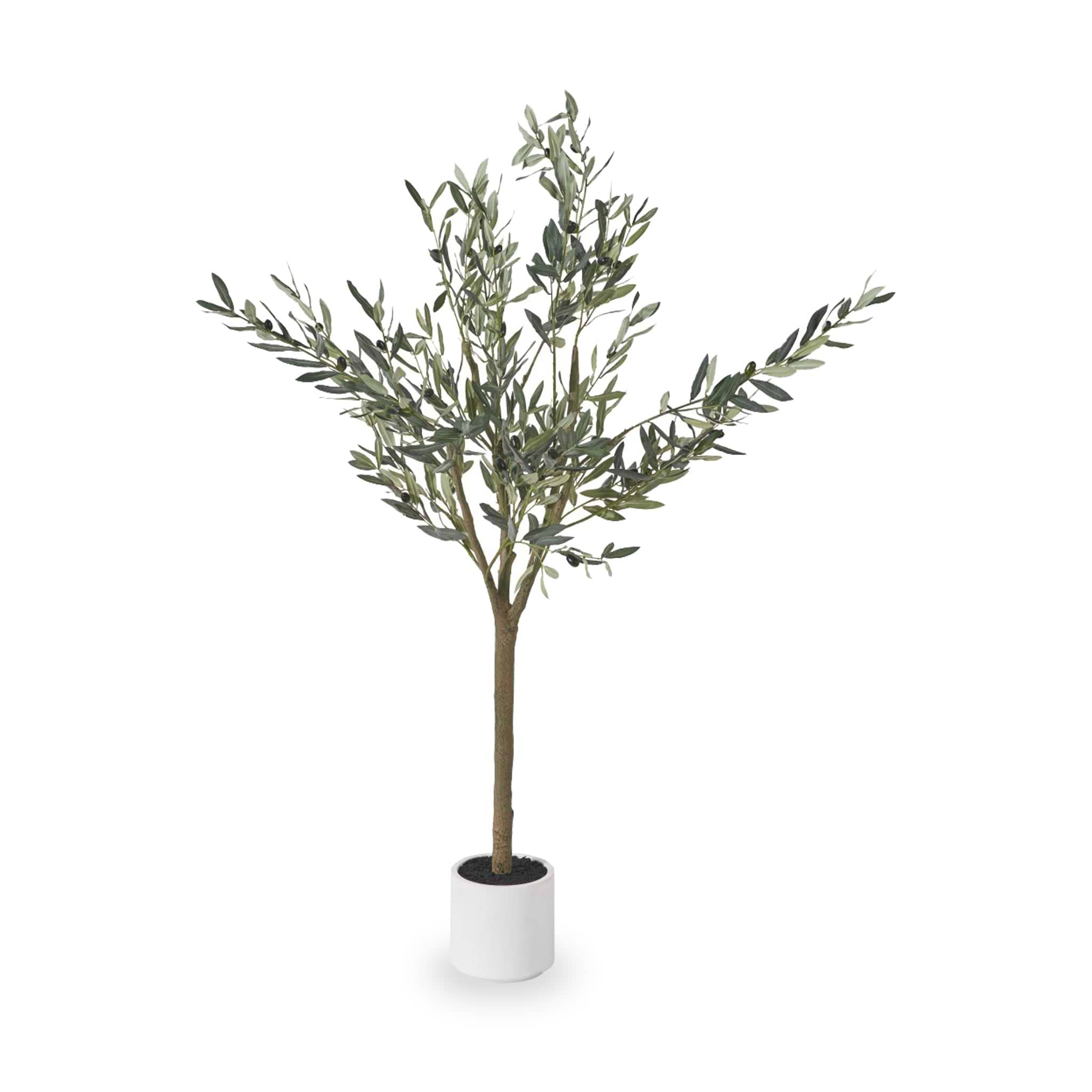 Medium Olive Tree from Roseland Furniture