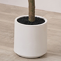 Medium Olive Tree from Roseland Furniture