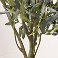 Medium Olive Tree from Roseland Furniture
