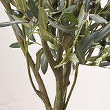 Medium Olive Tree from Roseland Furniture