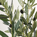 Medium Olive Tree from Roseland Furniture