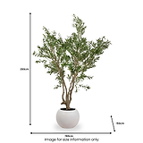 Extra Large Olive Tree from Roseland Furniture