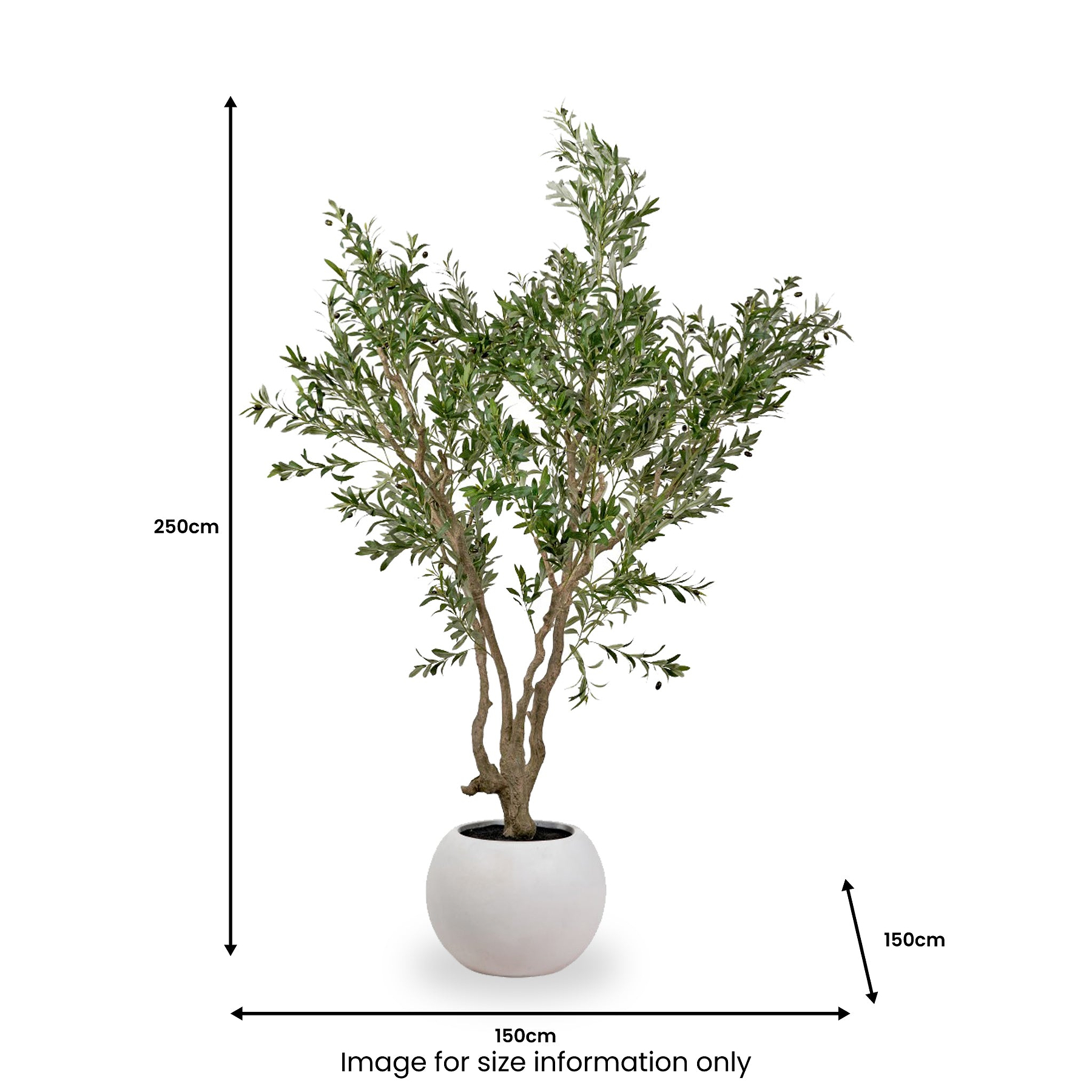 Extra Large Olive Tree from Roseland Furniture