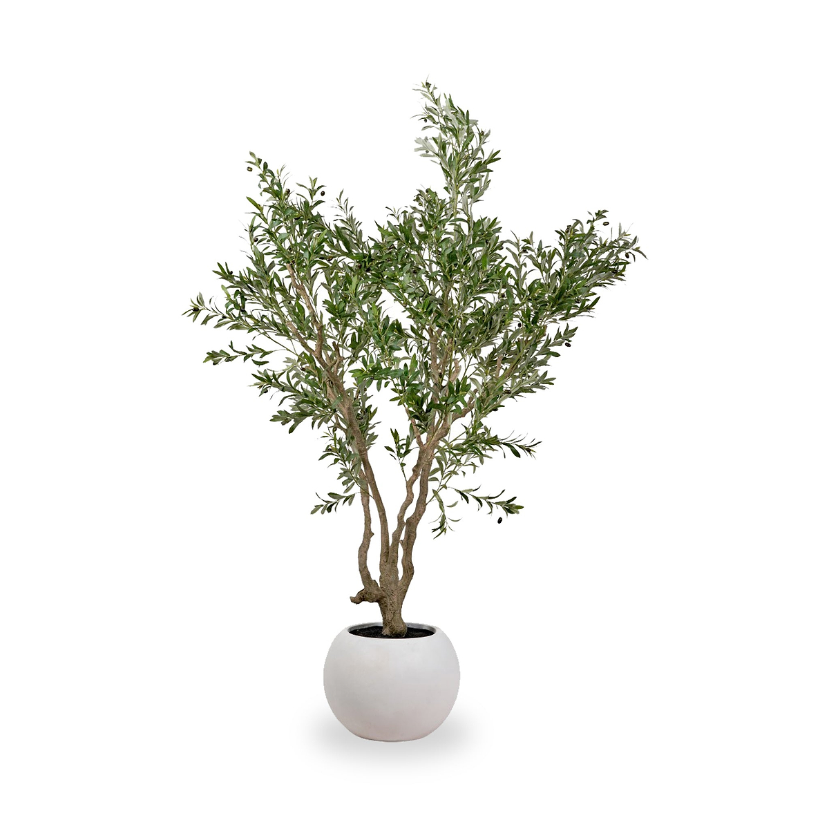 Extra Large Olive Tree from Roseland Furniture
