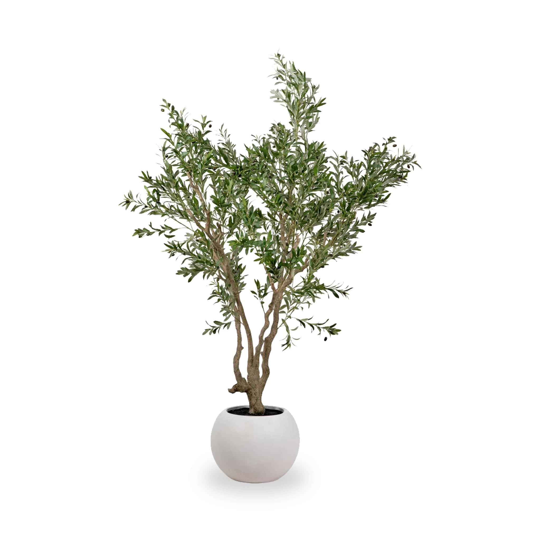 Extra Large Olive Tree from Roseland Furniture