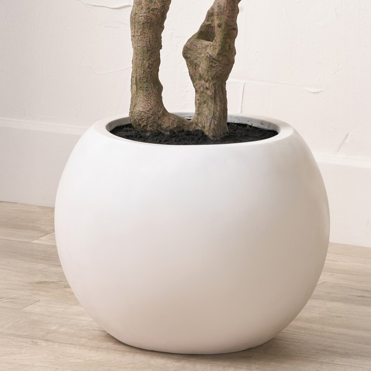 Extra Large Olive Tree from Roseland Furniture